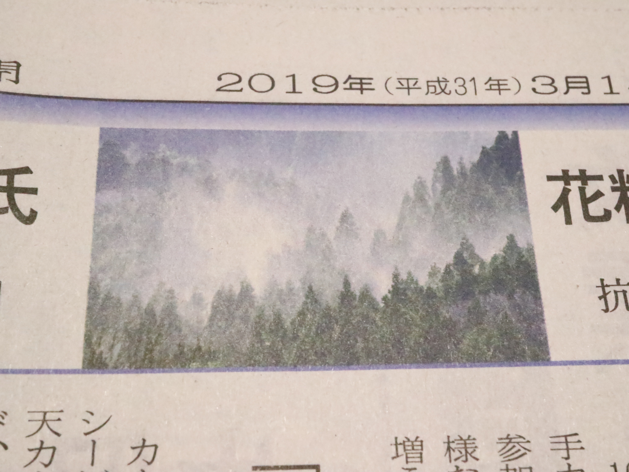 森に朝霧が立ち込めるような 森に朝霧が立ち込めるような