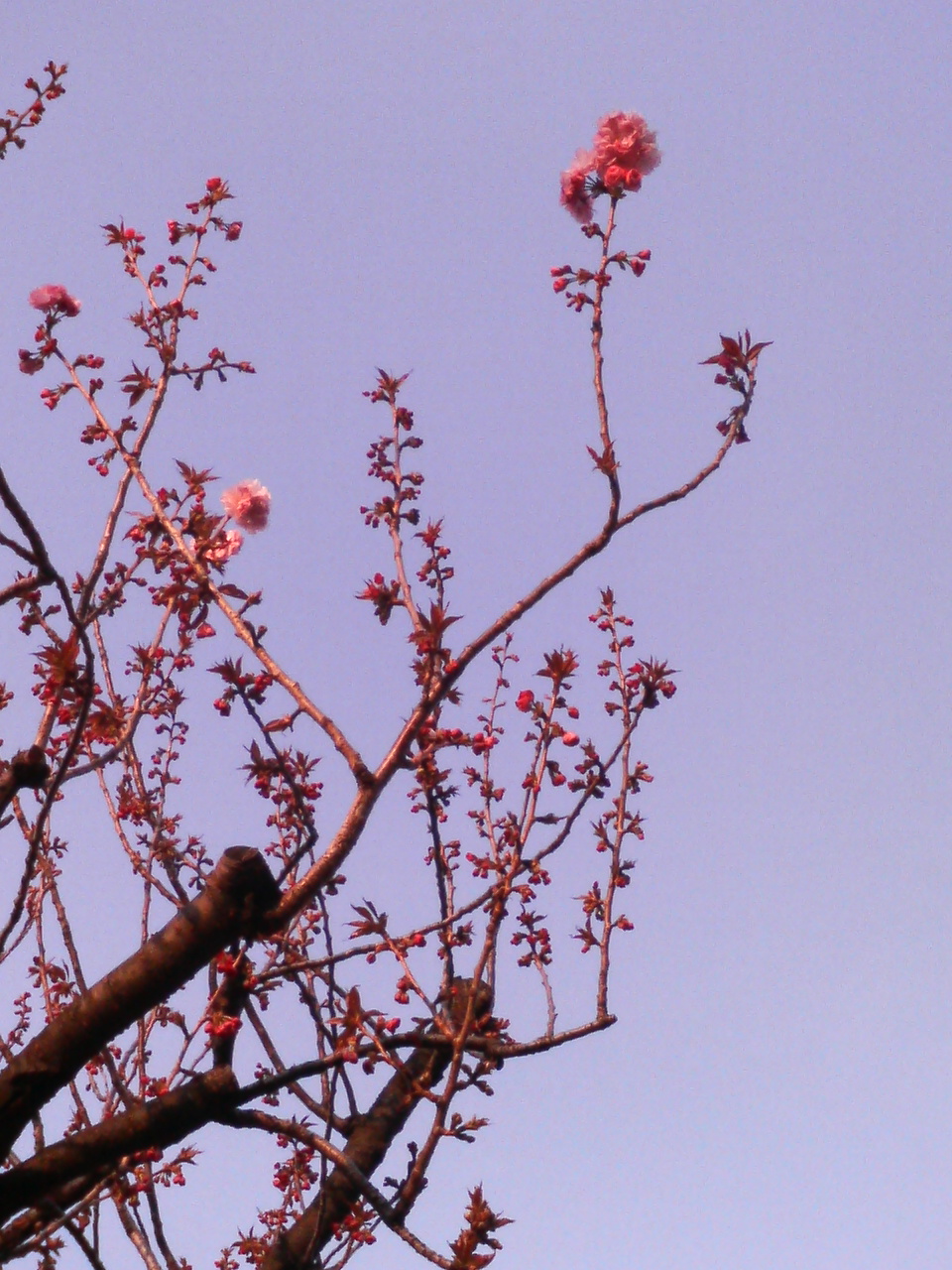 夕日に照らされて 八重桜